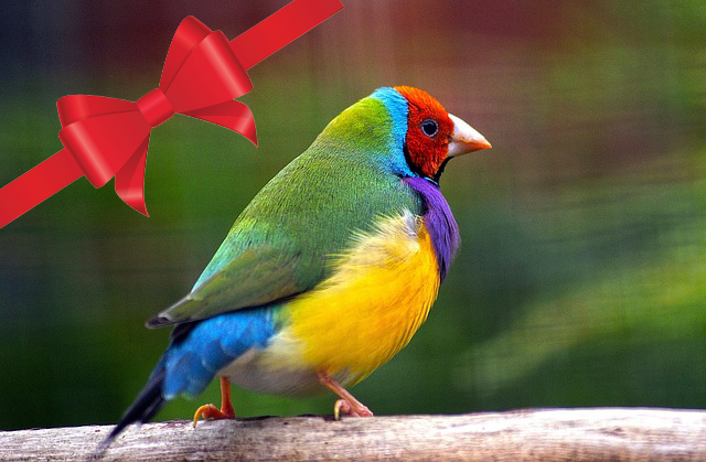 Save Australian Birds
